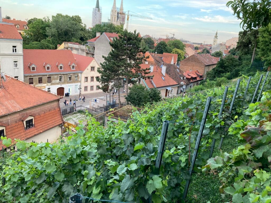 Gornjogradski vinogradi
