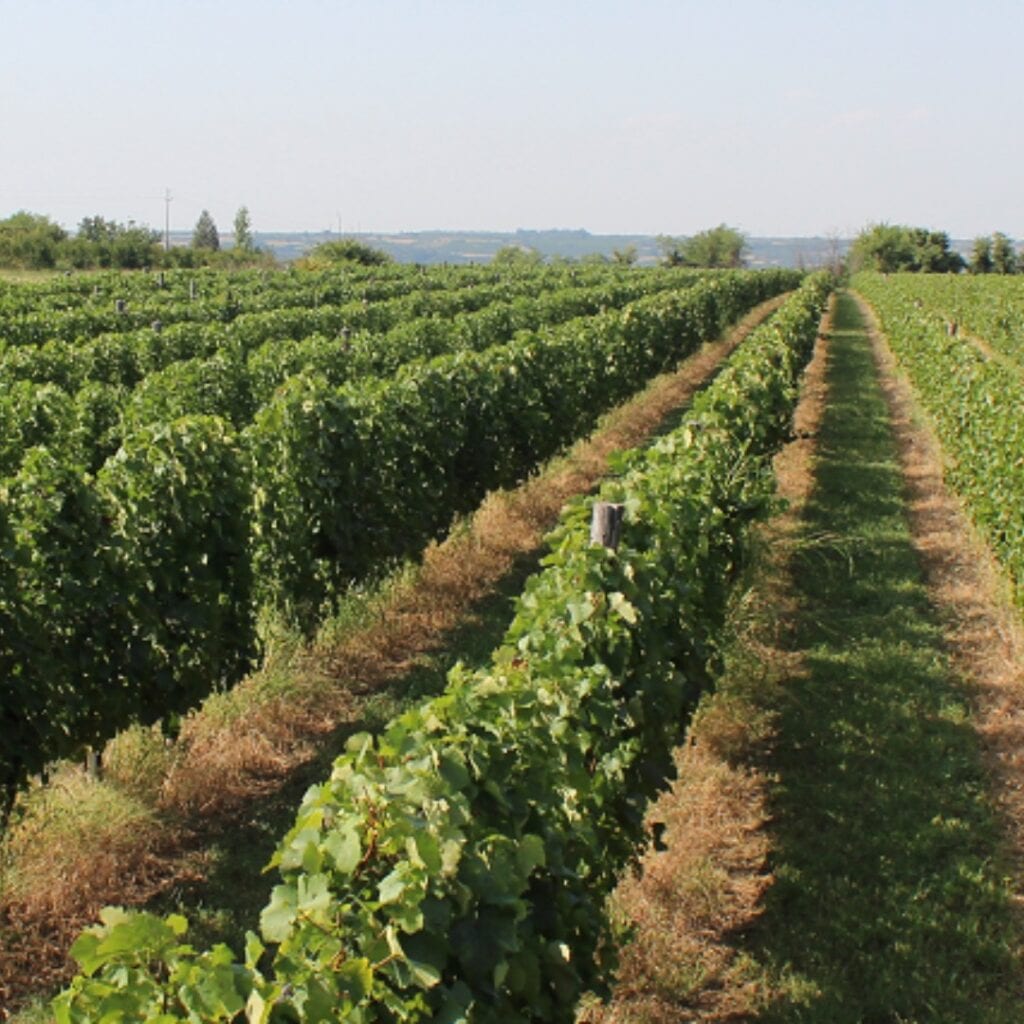 Vinarija Mišić