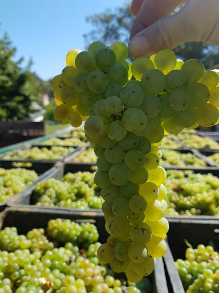 Vinarija Šijački bijelo grožđe