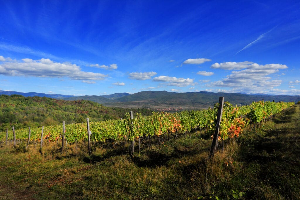 Vinogradi vinarije Todorović