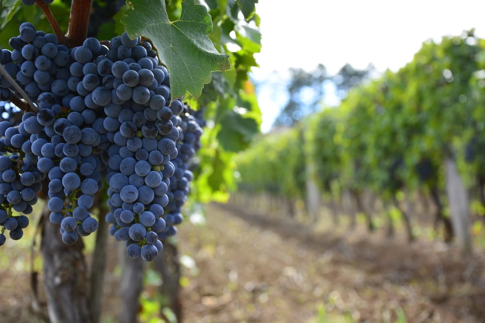 Kraljevski vinogradi Kralja Aleksandra u Topoli