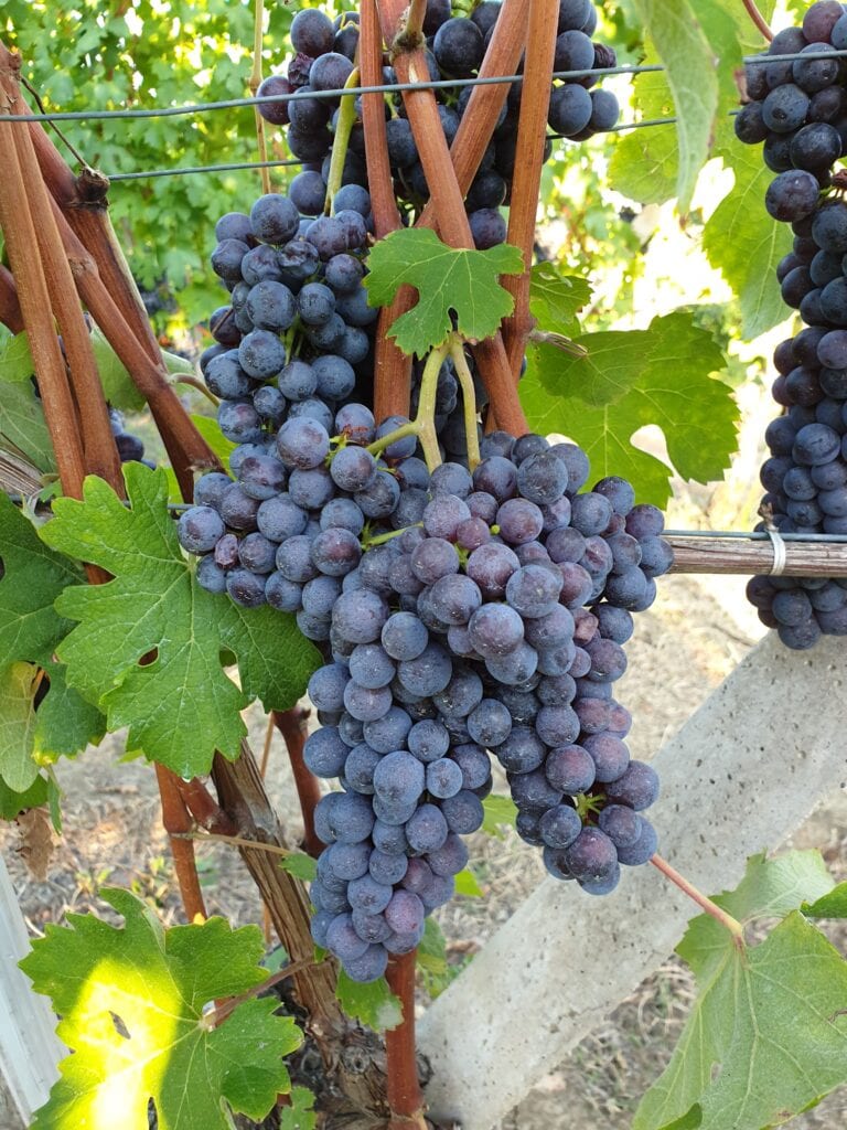 Nebbiolo sorta grozdja