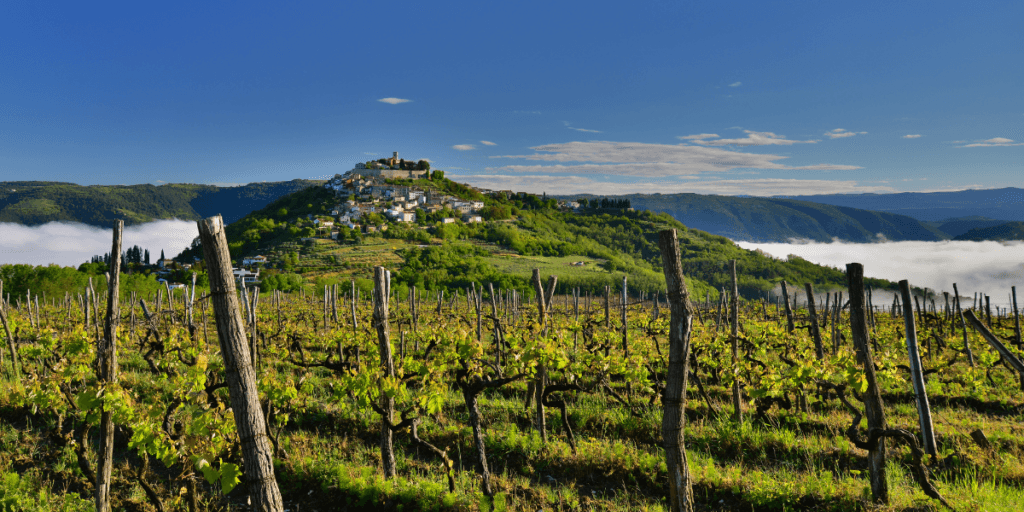 Vinarije Hrvatske